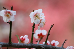 白梅と紅梅(渉成園)