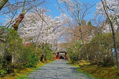 春がいっぱい(常照寺2018)