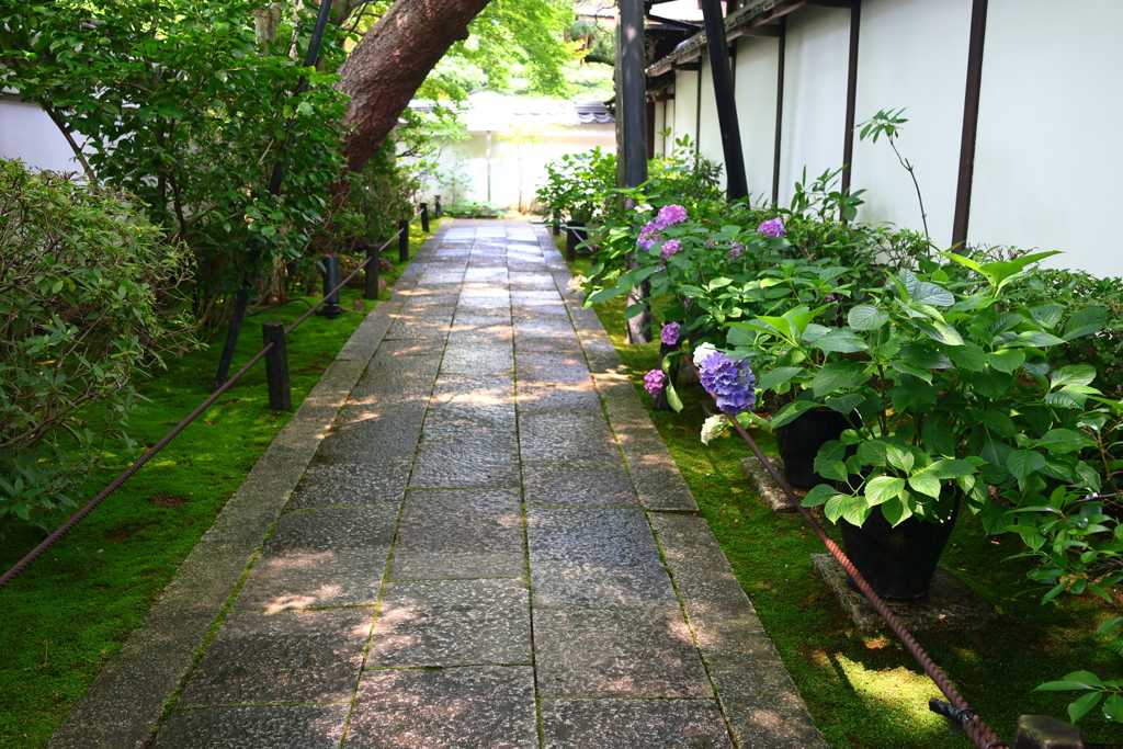 アジサイ(妙心寺退蔵院)