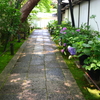 アジサイ(妙心寺退蔵院)