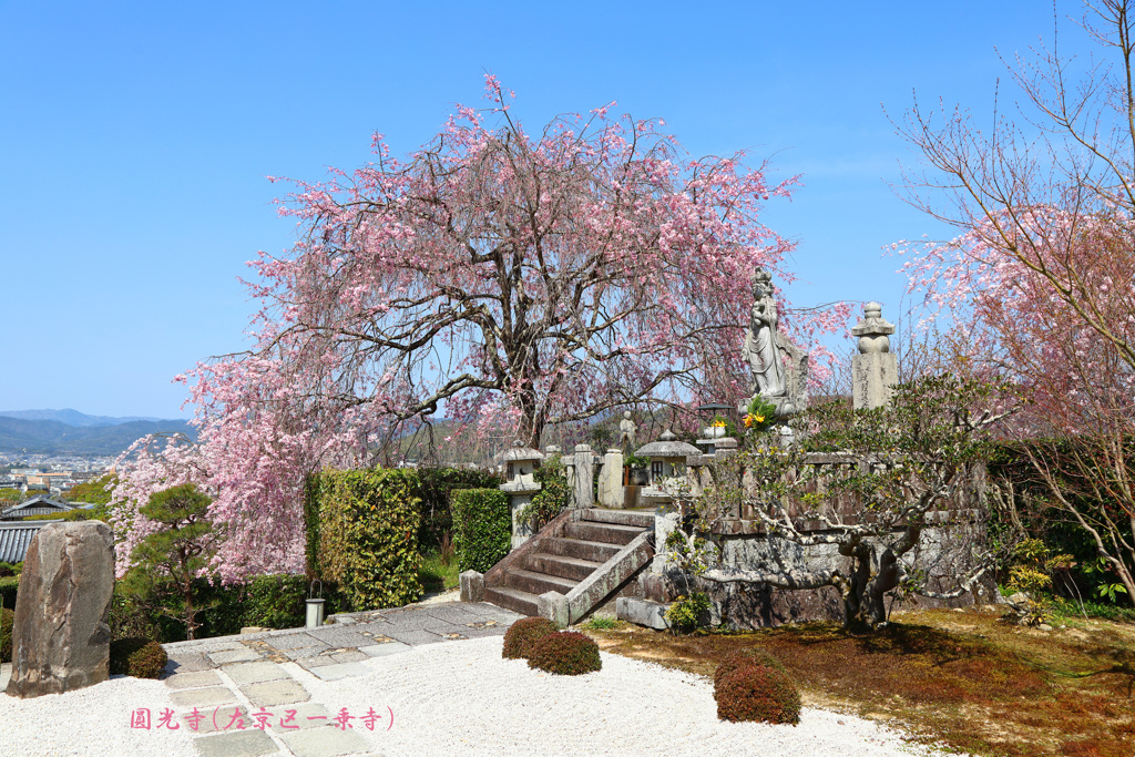 春の圓光寺