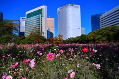 ビルとコスモス(浜離宮)