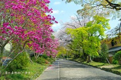 春がいっぱい(鷺の森神社)