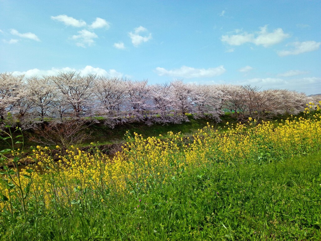春よ来い(天神川)