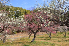 梅の香に誘われて