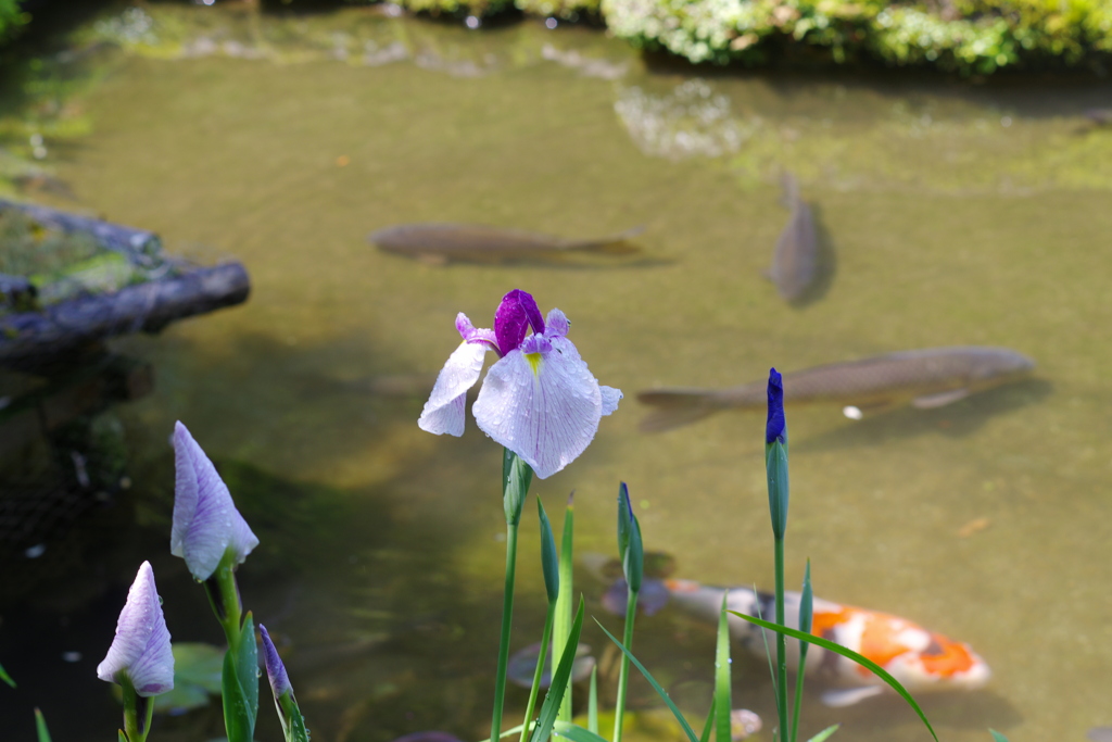 花菖蒲(詩仙堂)