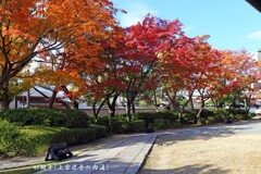 秋の散歩道(妙顕寺)