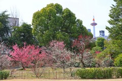 渉成園-2