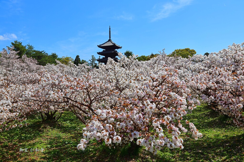 春がいっぱい(仁和寺)