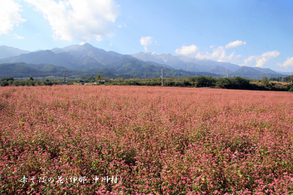 赤蕎麦の花