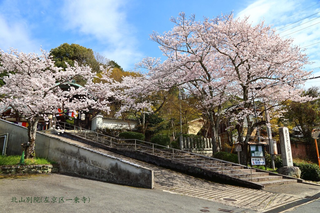 春がいっぱい(北山別院)