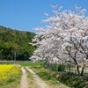 春がいっぱい(近江八幡水郷付近)