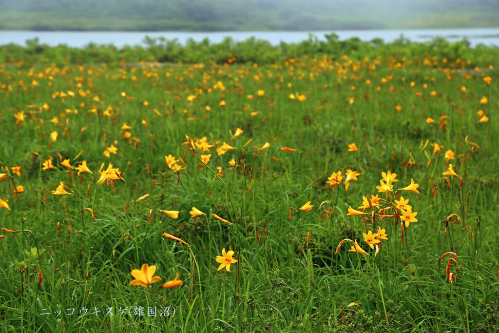 霧の雄国沼(ニッコウキスゲ)