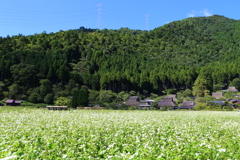 蕎麦の花(美山かやぶきの里)