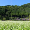 蕎麦の花(美山かやぶきの里)