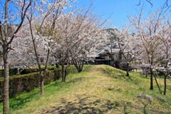 五稜郭公園(2014)