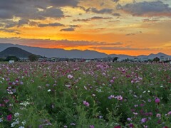 夕暮れの藤原京跡