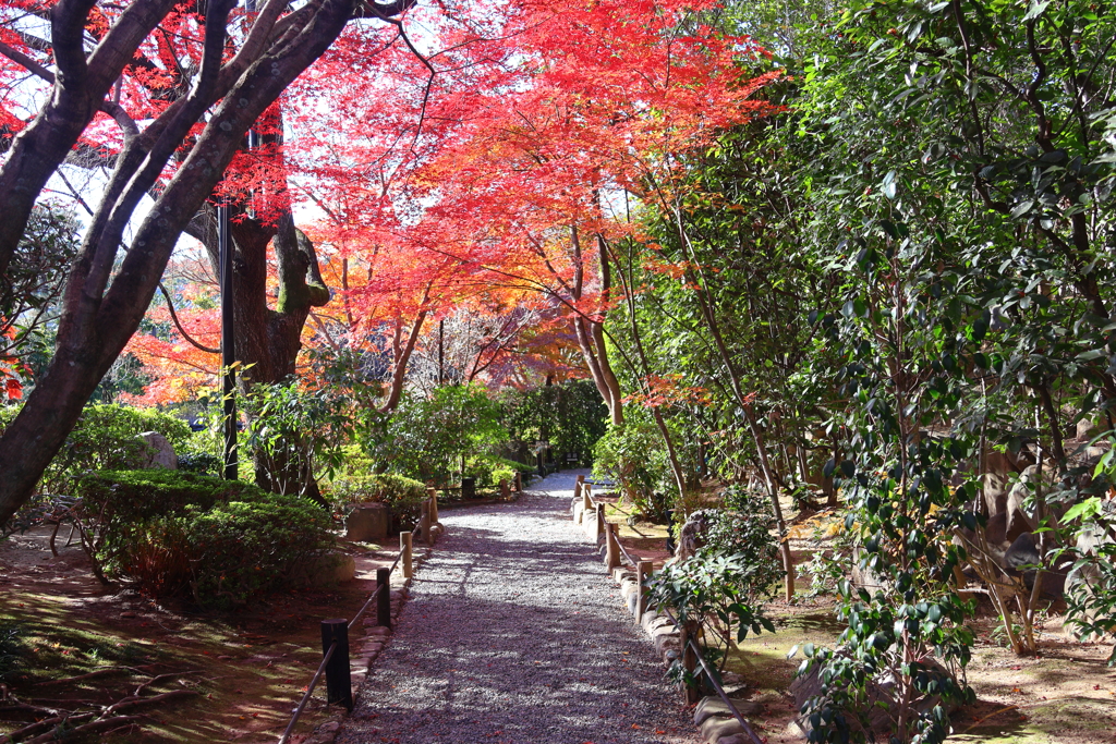 晩秋(妙心寺退蔵院)
