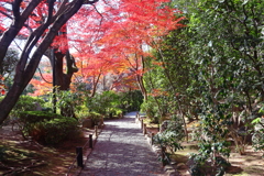 晩秋(妙心寺退蔵院)