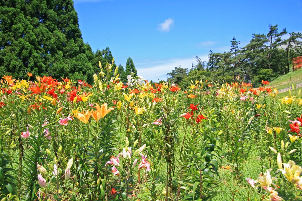 箱館山2015