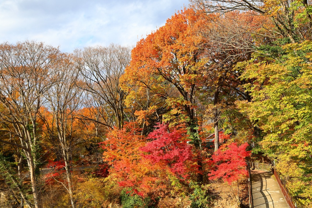 懐古園の紅葉-7