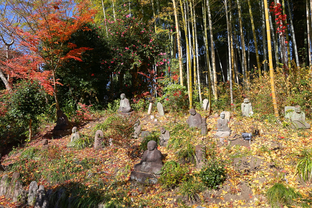藪羅漢(白沙村荘-5)