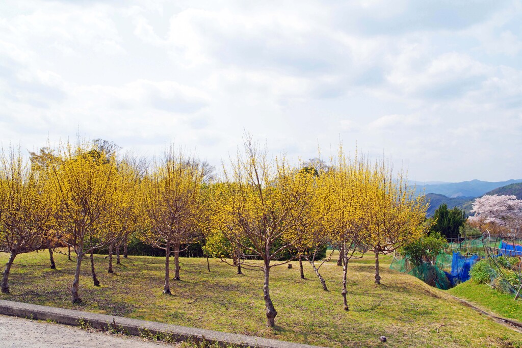 山茱萸(修学院2018)