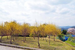 山茱萸(修学院2018)