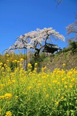 春がいっぱい(地蔵禅院2011)