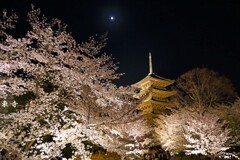 春がいっぱい(東寺2018)