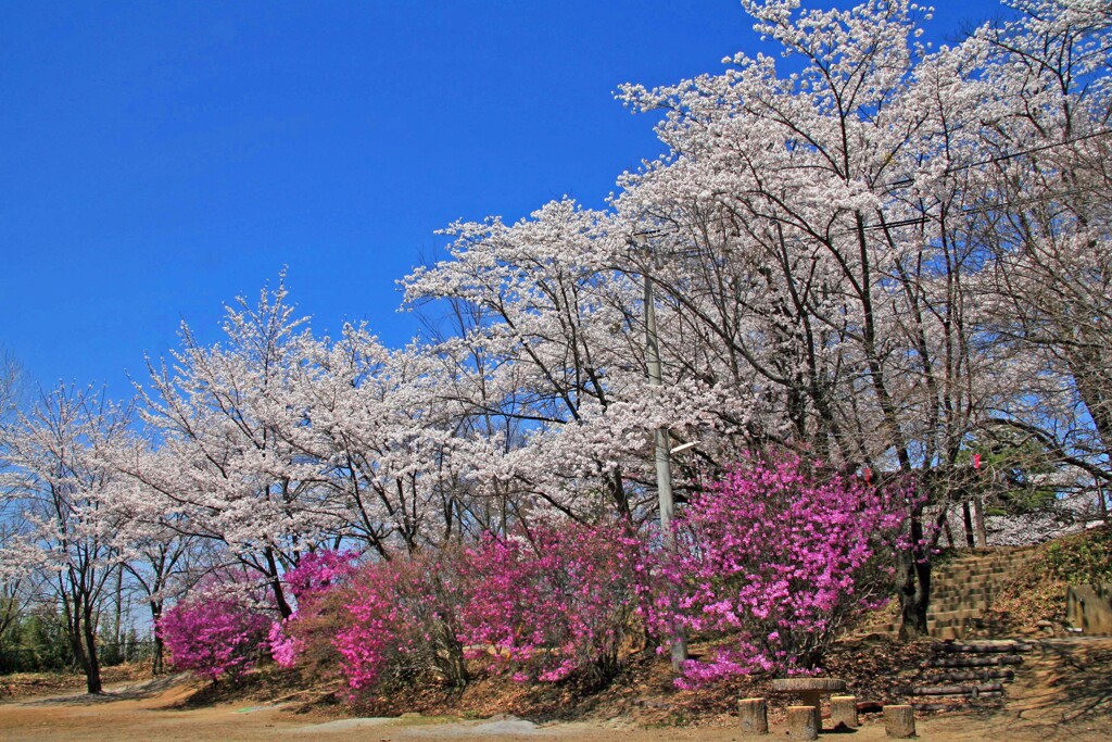 稲荷山公園2014