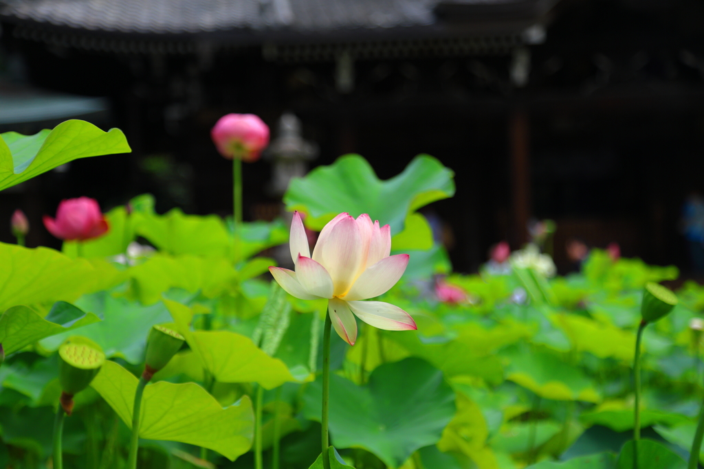 夏の花(三室戸寺)