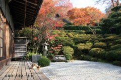 小春日和(金福寺)