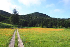 夏の思い出(大江湿原)