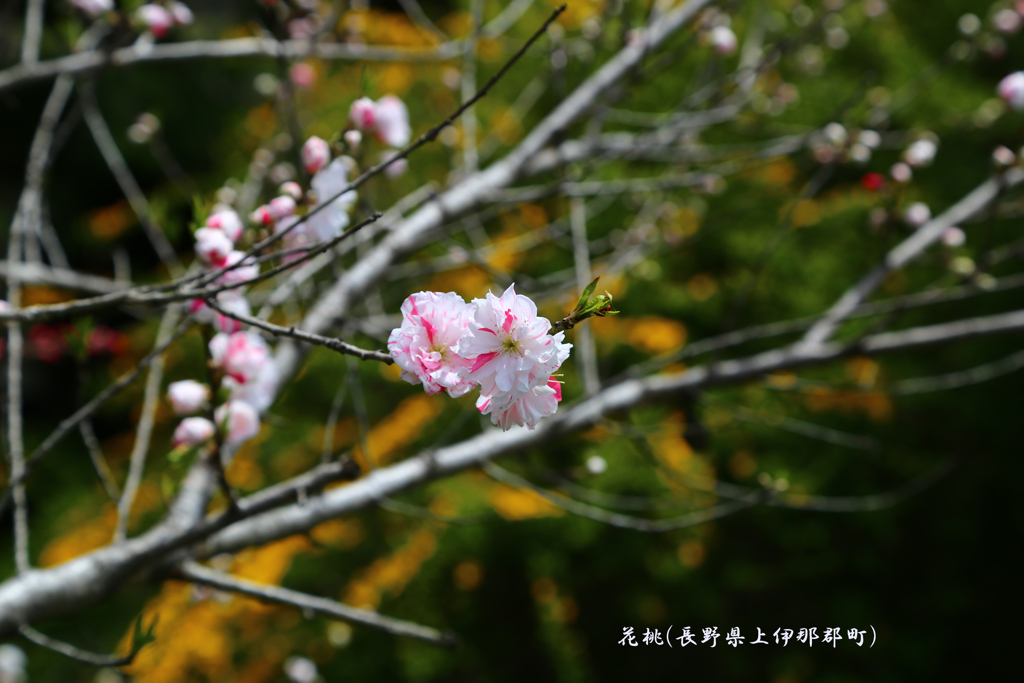 花桃(伊那松島)