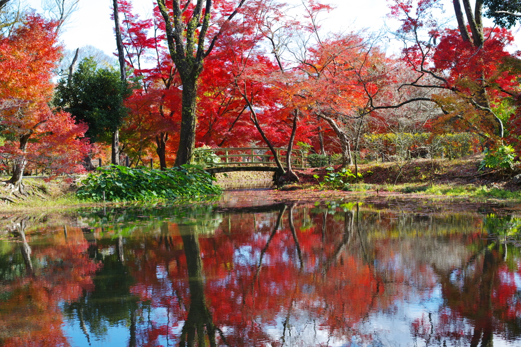 紅葉散歩(植物園-2)