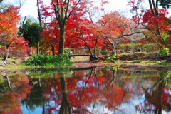 紅葉散歩(植物園-2)