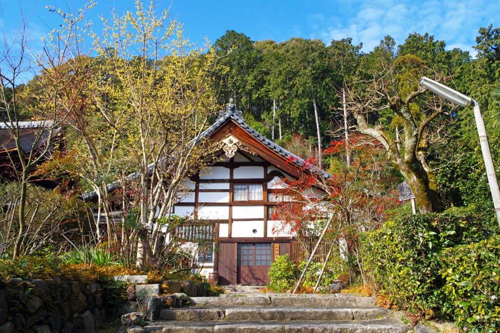 蝋梅(正伝寺)