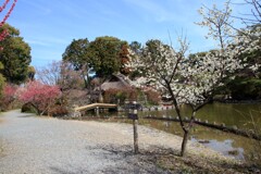 梅宮大社2013