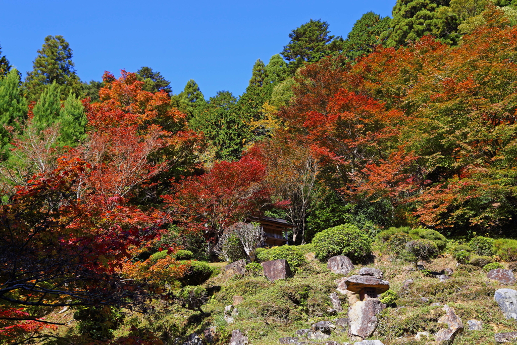 紅葉の頃(常照皇寺)