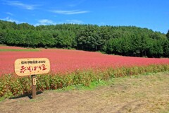 赤蕎麦(伊那松島2015)
