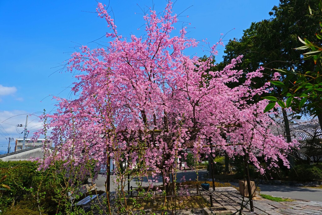 春がいっぱい(百万遍知恩寺2022)