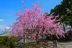 春がいっぱい(百万遍知恩寺2022)