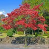 井原(田中苑2017)