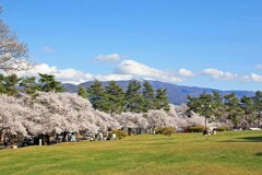 松本城山公園2011