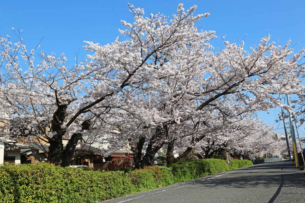春がいっぱい(一乗寺)