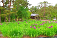 花菖蒲(毛越寺)