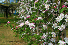 りんごの花(伊那松川)