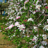 りんごの花(伊那松川)