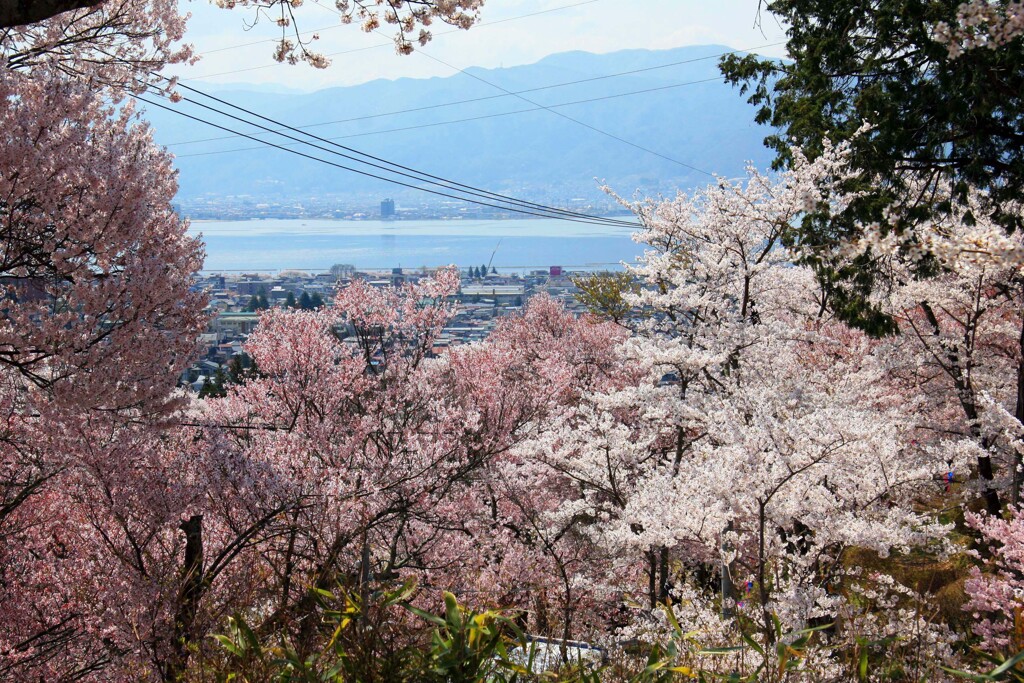 水月公園2014